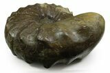Triassic Ammonite (Ceratites nodosus) Fossil - Germany #351226-1